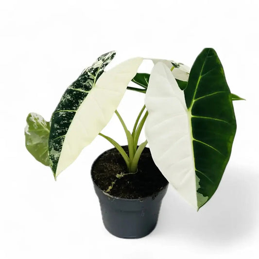 Alocasia Frydek Variegata Plant with Pot