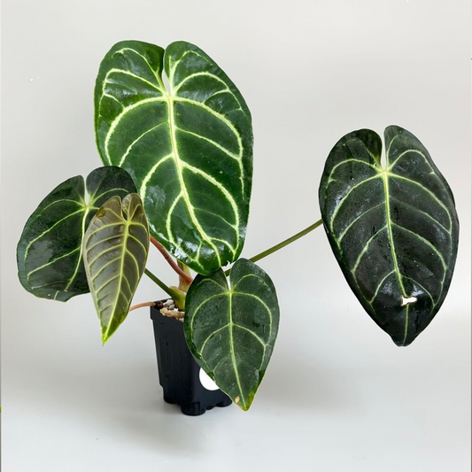 Anthurium Regale Rare Plant with Pot