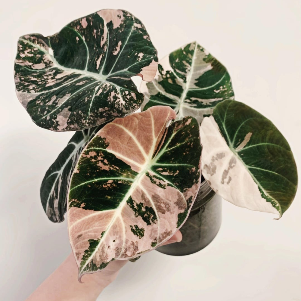 Alocasia Black Velvet Pink Variegated Corm Plants