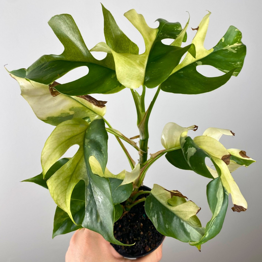 Mini Monstera Rhaphidophora Tetrasperma Variegata