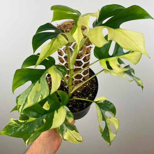 Mini Monstera Rhaphidophora Tetrasperma Variegata