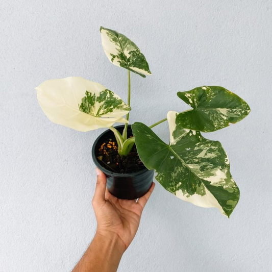 Alocasia Macrorrhiza Albo Variegated Plant