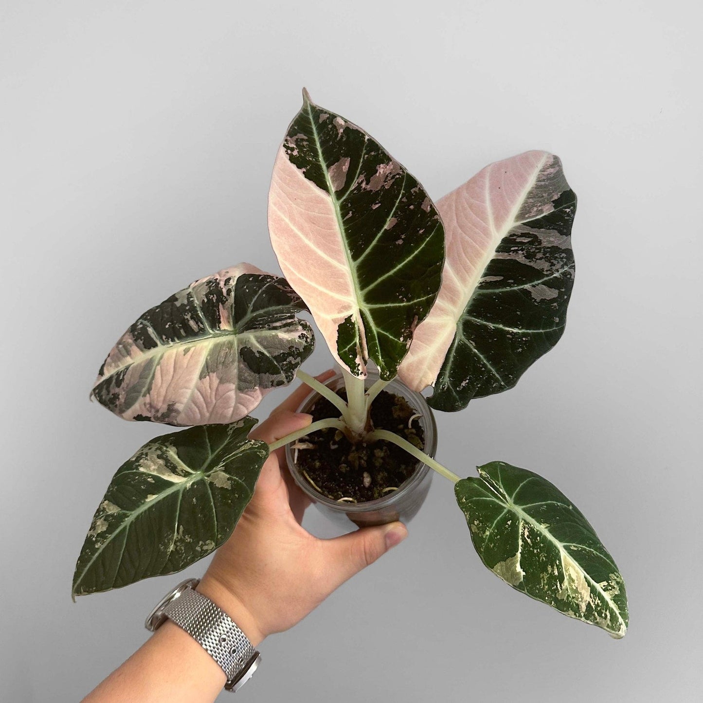 Alocasia Black Velvet Pink Variegated Corm Plants
